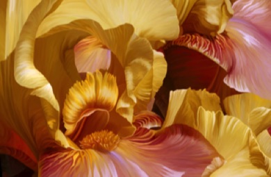 Iris